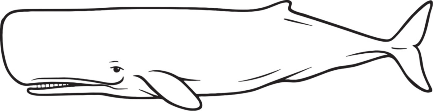 Sperm Whale Side Profile Line Art Marine Mammal Vector Illustration