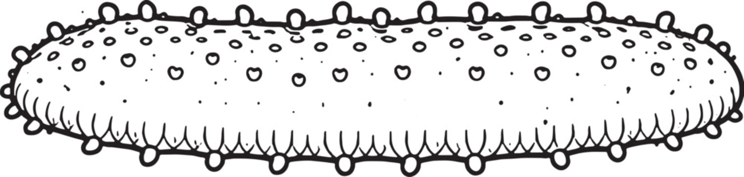 Sea Cucumber Side View Clean Black White Line Art Marine Echinoderm Illustration