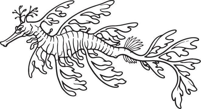 leafy sea dragon camouflage line art marine fish outline illustration black white ocean wildlife vector