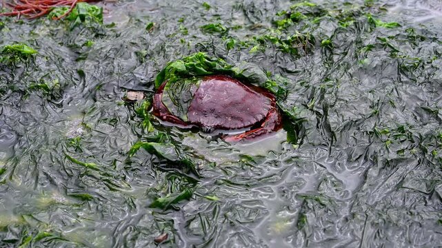 Red Rock Crab burrowing in dark green seaweed and salt water, exploring the intertidal zone at extra low tide, marine animals in Puget Sound, Golden Gardens state park, Seattle, Washington
