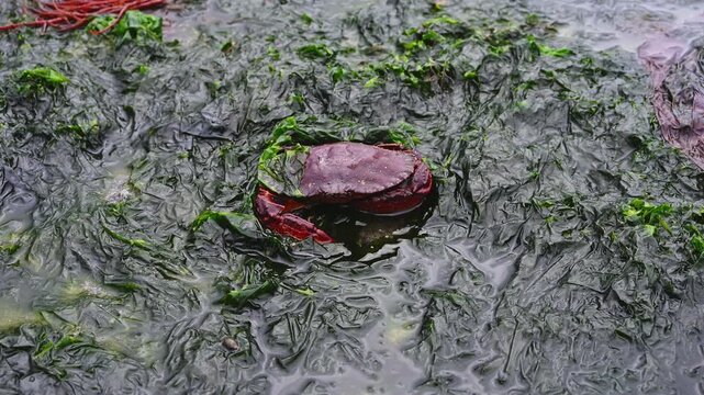 Red Rock Crab burrowing in dark green seaweed and salt water, exploring the intertidal zone at extra low tide, marine animals in Puget Sound, Golden Gardens state park, Seattle, Washington
