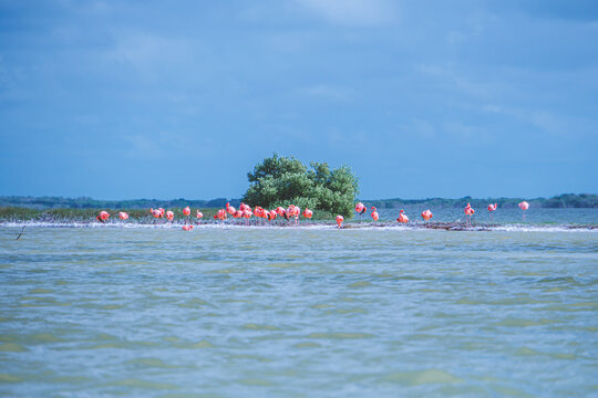 Pink flamingos wade calmly through shallow waters