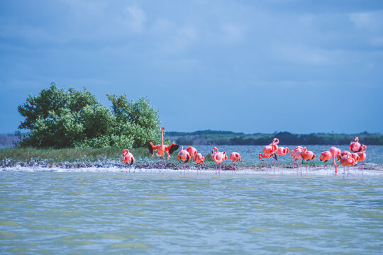 Pink flamingos wade gracefully near calm waters