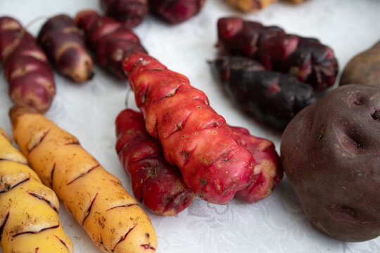 Oca Tubers (Oxalis Tuberosa) Assorted Colors on Rustic Surface