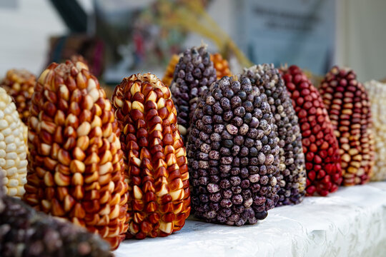 Multicolored morocho confit corn on traditional Andean cobs