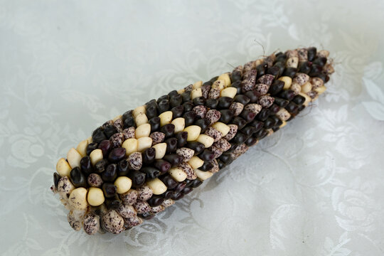 Multicolored morocho confit corn on traditional Andean cobs