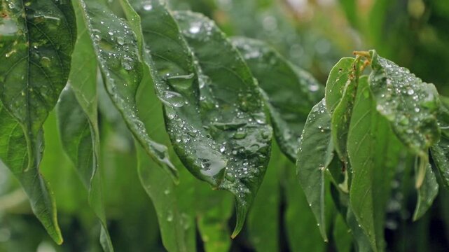 Caribbean leafs of starfruit tree with water drops on a rainy and misty day