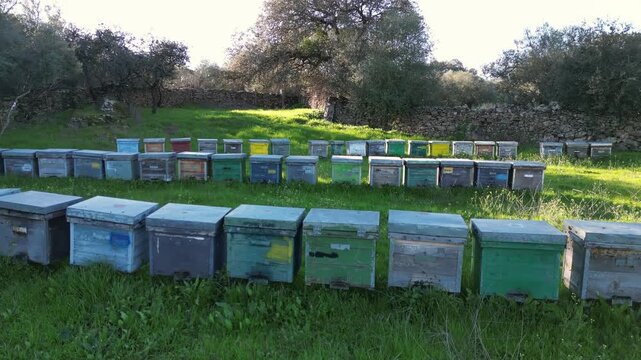 Aerial view of a large apiary with rows of colorful beehives placed in green pasture within traditional Spanish countryside landscape.