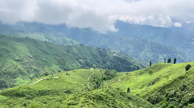 Natural diversity of Darjeeling tea gardens. Due to the high and low land, rainwater does not accumulate at the base of the tea tree, which is ideal for the tree's, Darjeeling tea is world famous.