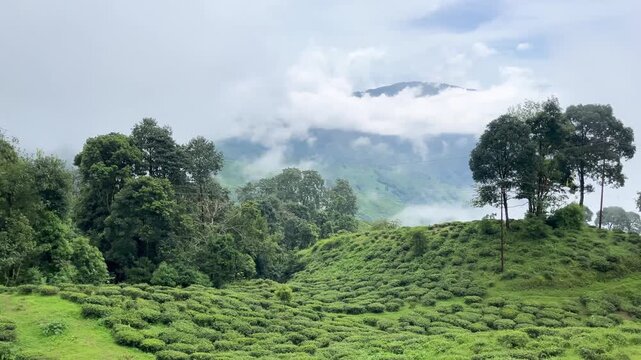 Natural diversity of Darjeeling tea gardens. Due to the high and low land, rainwater does not accumulate at the base of the tea tree, which is ideal for the tree's, Darjeeling tea is world famous.