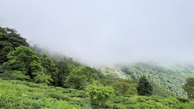 Natural diversity of Darjeeling tea gardens. Due to the high and low land, rainwater does not accumulate at the base of the tea tree, which is ideal for the tree's, Darjeeling tea is world famous.
