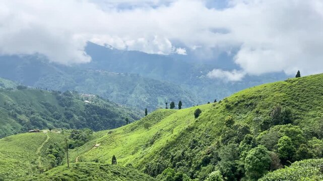 Natural diversity of Darjeeling tea gardens. Due to the high and low land, rainwater does not accumulate at the base of the tea tree, which is ideal for the tree's, Darjeeling tea is world famous.