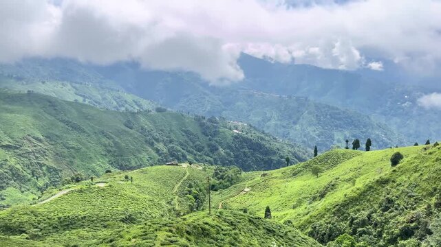 Natural diversity of Darjeeling tea gardens. Due to the high and low land, rainwater does not accumulate at the base of the tea tree, which is ideal for the tree's, Darjeeling tea is world famous.