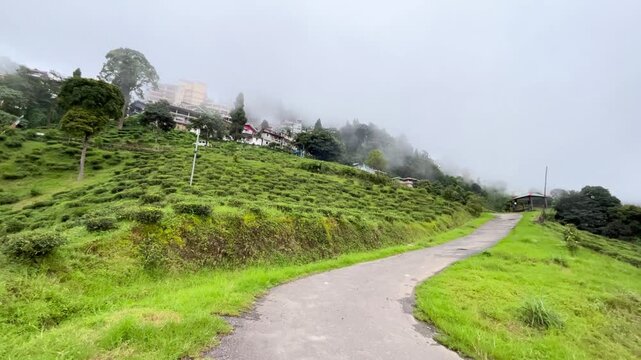 Natural diversity of Darjeeling tea gardens. Due to the high and low land, rainwater does not accumulate at the base of the tea tree, which is ideal for the tree's, Darjeeling tea is world famous.