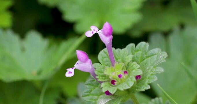 Static closeup video of Henbit Deadnettle flowers