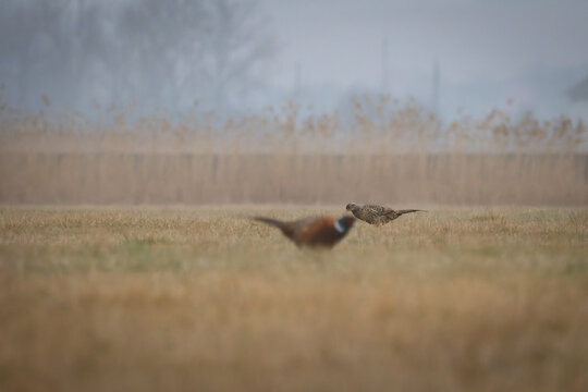 Female Common Pheasant (Phasianus colchicus) Feeding in Meadow in Natural Habitat