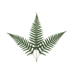 Green fern fronds arranged in a symmetrical pattern © PEE PHIBAN