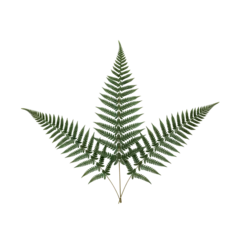 Green fern fronds arranged in a symmetrical pattern © PEE PHIBAN