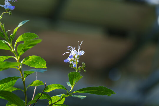 Blue Butterfly Bush (Rotheca myricoides) in full bloom against a soft bokeh background