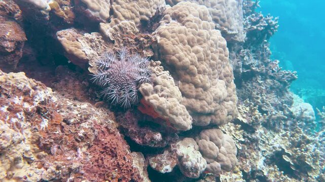 Crown of Thorns Starfish Crawling Over Coral Reef in Palau