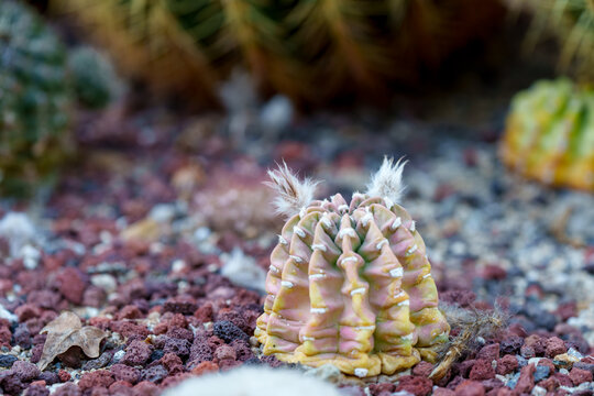 Small Gymnocalycium mihanovichii cactus with fuzzy white woolly areoles