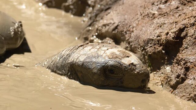Aldabra Giant Tortoise Resting in a Thick Mud Puddle