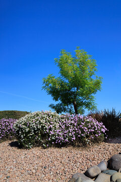 Blooming desert native Lantana Montevidensis or Trailing Lantana and Thornless Honey Locust (Gleditsia triacanthos var. inermis) in desert-style xeriscaping, Phoenix, Arizona; copy space