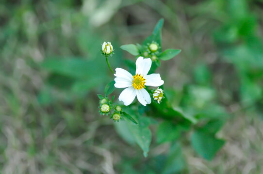 Bidens alba , Butterfly needles or Common beggarticks or Hairy beggarticks or Romerillo or Shepherds needles or Spanish needles