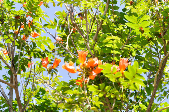 African tulip tree, bignoniaceae or Fire bell or Flame of the forest or Fountain tree or Spathodea campanulata or Syringe with orange flowers