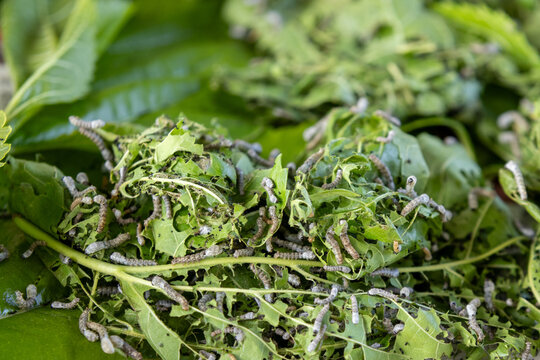 Silkworms nibbling on mulberry leaves