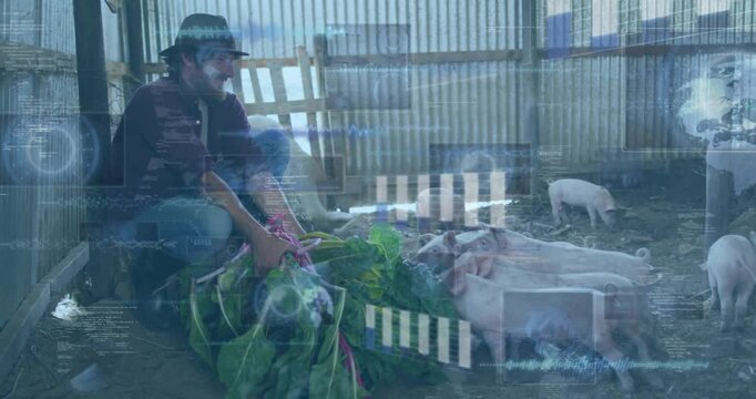 Farmer crouching placing leafy greens feeding piglets while HUD overlaying scene with herd data