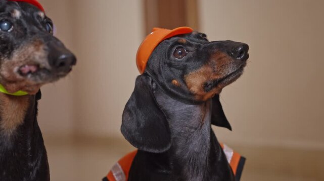 A pair of black and tan dachshunds wearing orange construction hats look up into the room, creating a charming animal profile scene that complements the overall style and warm, neutral background.