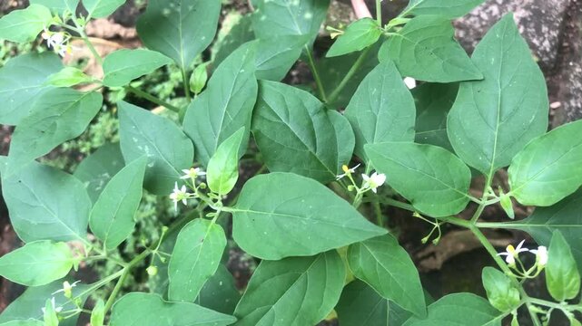 Close-up view of a green leafy plant with small white star-shaped flowers growing in a natural outdoor setting.