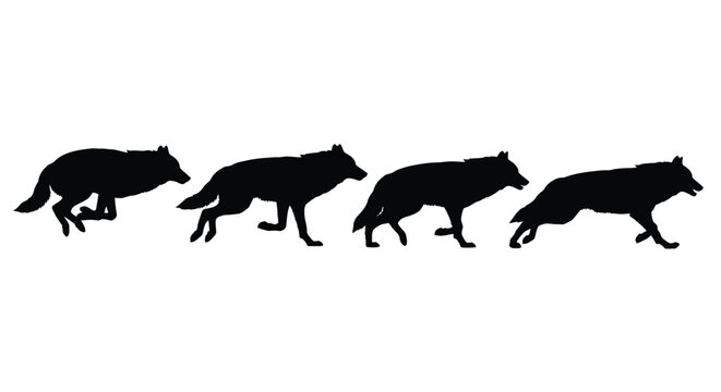 Four wolves in sequential motion depicted as a striking silhouette