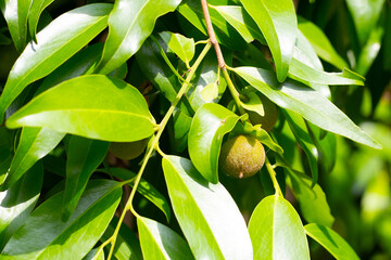 Obraz premium Diospyros gracilis fruits on a branch.