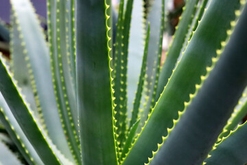 Fototapeta premium Close-up of sharp green leaves on an Aloe Vera plant.