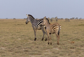 Fototapeta premium Zebra mother with yearling in Amboseli National Park in Kenya Africa KEN