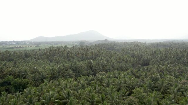 coconut plam tree plantation with blue sky in summer for background