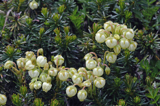 アオノツガザクラ（北海道・大雪山）
