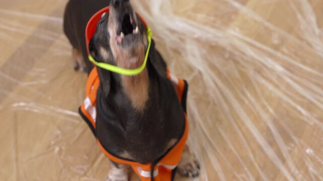 A dachshund wearing an orange jacket and a builder's hat runs out and barks loudly on a plastic-covered construction site, a funny scene from the life of a pet.