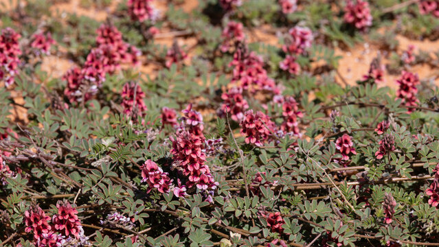 This image, taken in the Kalahari, displays a field of the flowering plant known as Springbokopslag (Indigofera alternans). In the Kgalagadi Transfrontier Park, South Africa, Botswana near Mata Mata