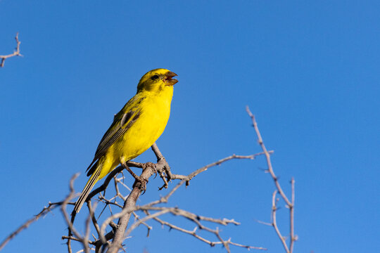 Yellow canary (Crithagra flaviventris) in the Kgalagadi Transfrontier Park, South Africa, Botswana near Twee Rivieren in the Nossob riverbed.