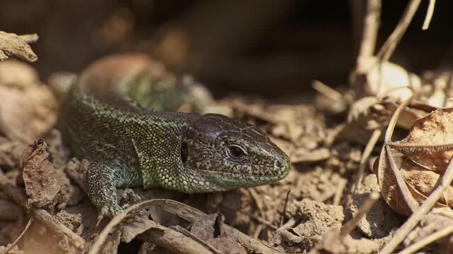 Macro slow-motion wildlife footage of a sand lizard (Lacerta agilis) resting in dry leaves while opening its mouth in a deep yawn. The head remains sharp while other body part fades into backgrounds.