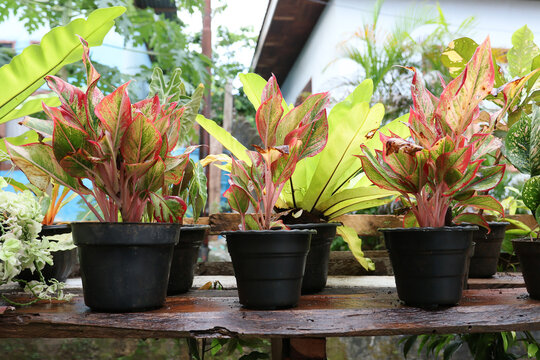 Group of vibrant red Aglaonema plants with stunning leaf patterns displayed in a tropical backyard garden