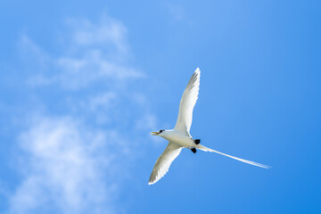 Obraz premium seagull in the sky