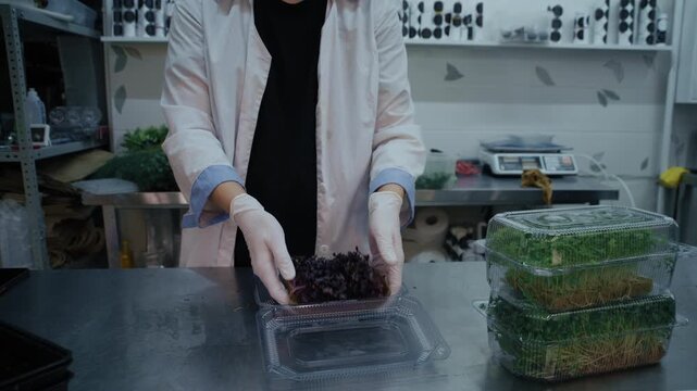 A male worker portions freshly harvested organic microgreens into containers for retail sale. 