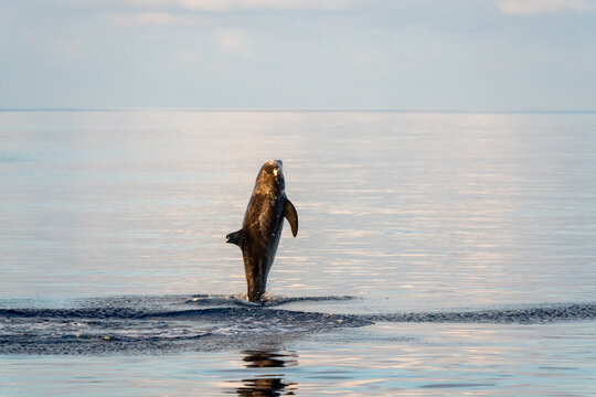 dolphin jumping from ocean