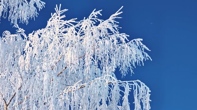 Branches heavily coated in sparkling white hoarfrost against a vivid blue sky, creating a delicate frozen display