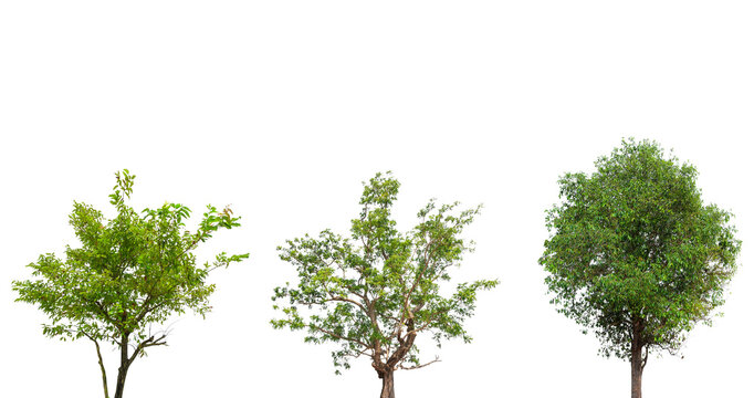 Set of Swida walteri (Cornus walteri, Walter's dogwood) frontal street trees isolated png on a transparent background perfectly cutout