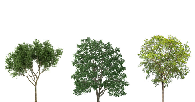 Tree on transparent background, real tree green leaf isolate die cut png file